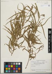 Foto von Salix humboldtiana Willd.